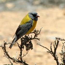 avistamiento de aves